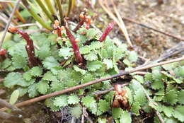 صورة Gunnera arenaria Cheesem. ex T. Kirk