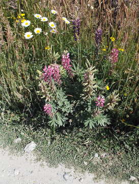 Image of big-leaved lupine