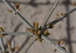 Imagem de Ephedra funerea Coville & C. V. Morton