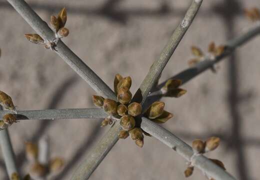 Imagem de Ephedra funerea Coville & C. V. Morton