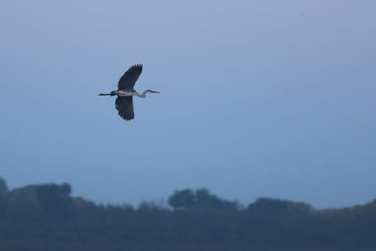 Image of Cocoi Heron