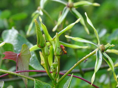 Gonolobus cteniophorus (Blake) R. E. Woodson的圖片