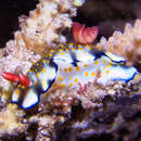 Image of Hypselodoris bollandi Gosliner & R. F. Johnson 1999