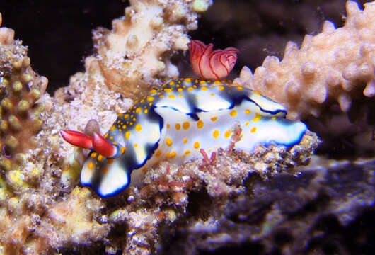 Image of Hypselodoris bollandi Gosliner & R. F. Johnson 1999