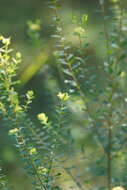 Image of Pimelea flava subsp. flava