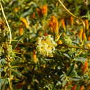 Image of Pinnasa amabilis (Urb. & Gilg) D. H. Cohen, R. H. Acuña & Weigend
