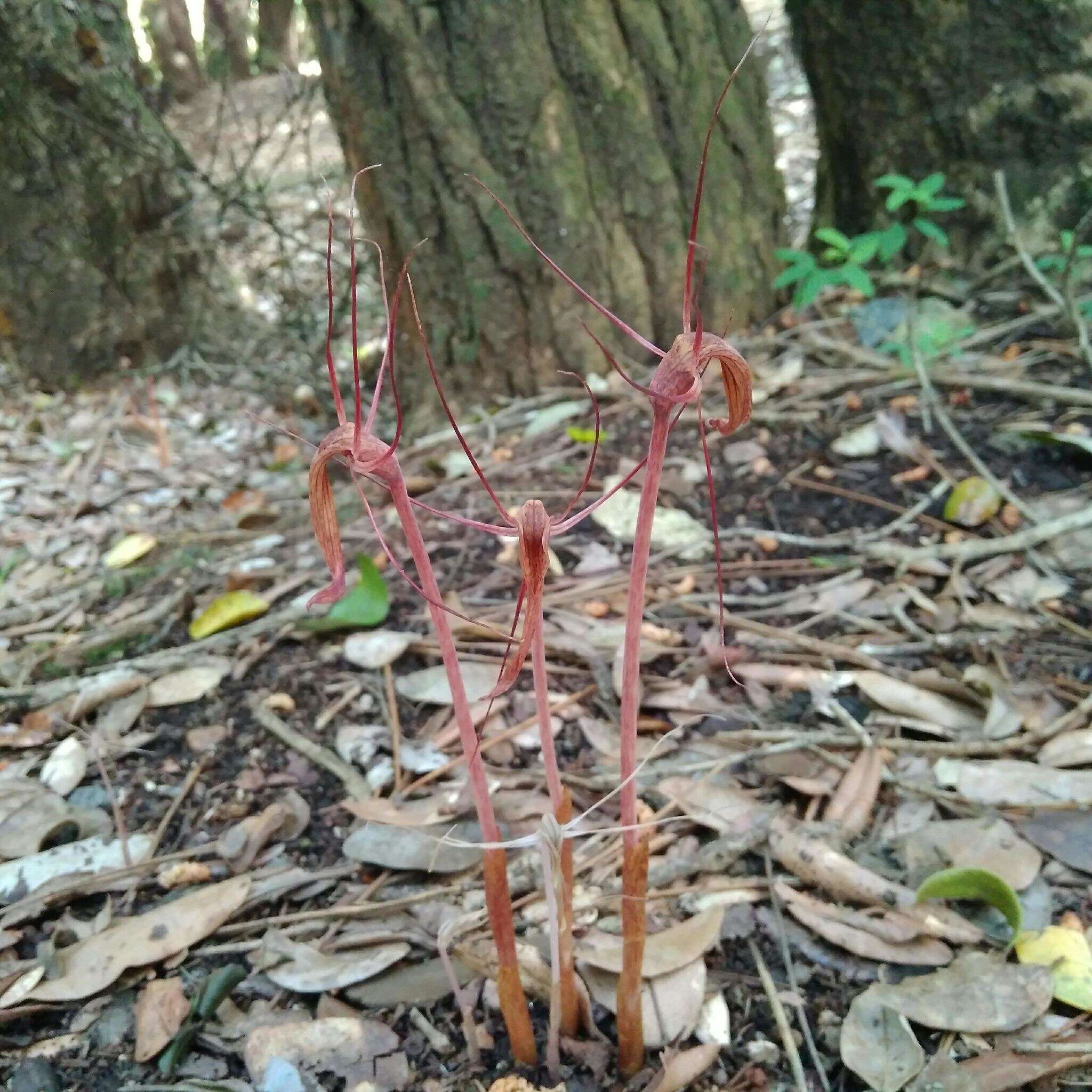 Image of Arachnitis uniflora Phil.