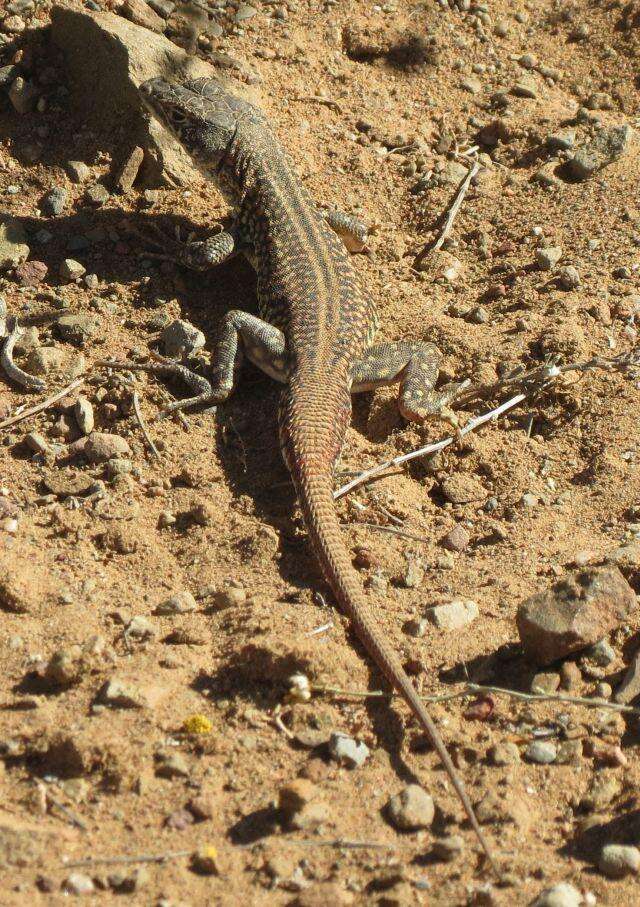 صورة Pedioplanis laticeps (Smith 1849)