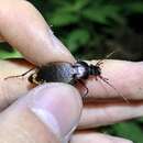 Image of Carabus (Ohomopterus) japonicus awajiensis Imura