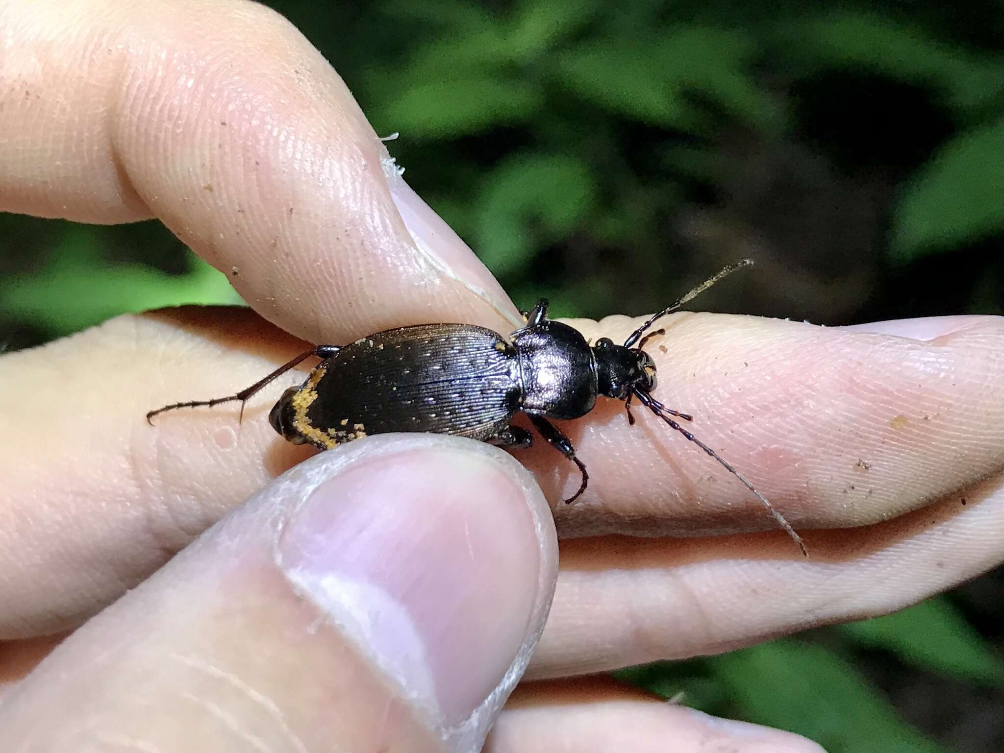 Image of Carabus (Ohomopterus) japonicus awajiensis Imura