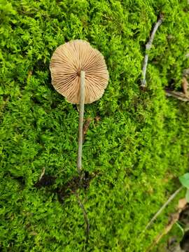 Image of Entoloma alboumbonatum Hesler 1967