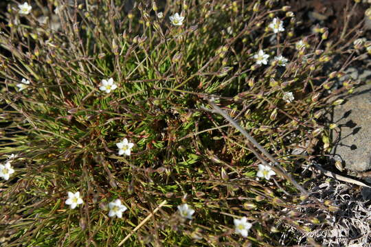 Image of Boreal Stitchwort