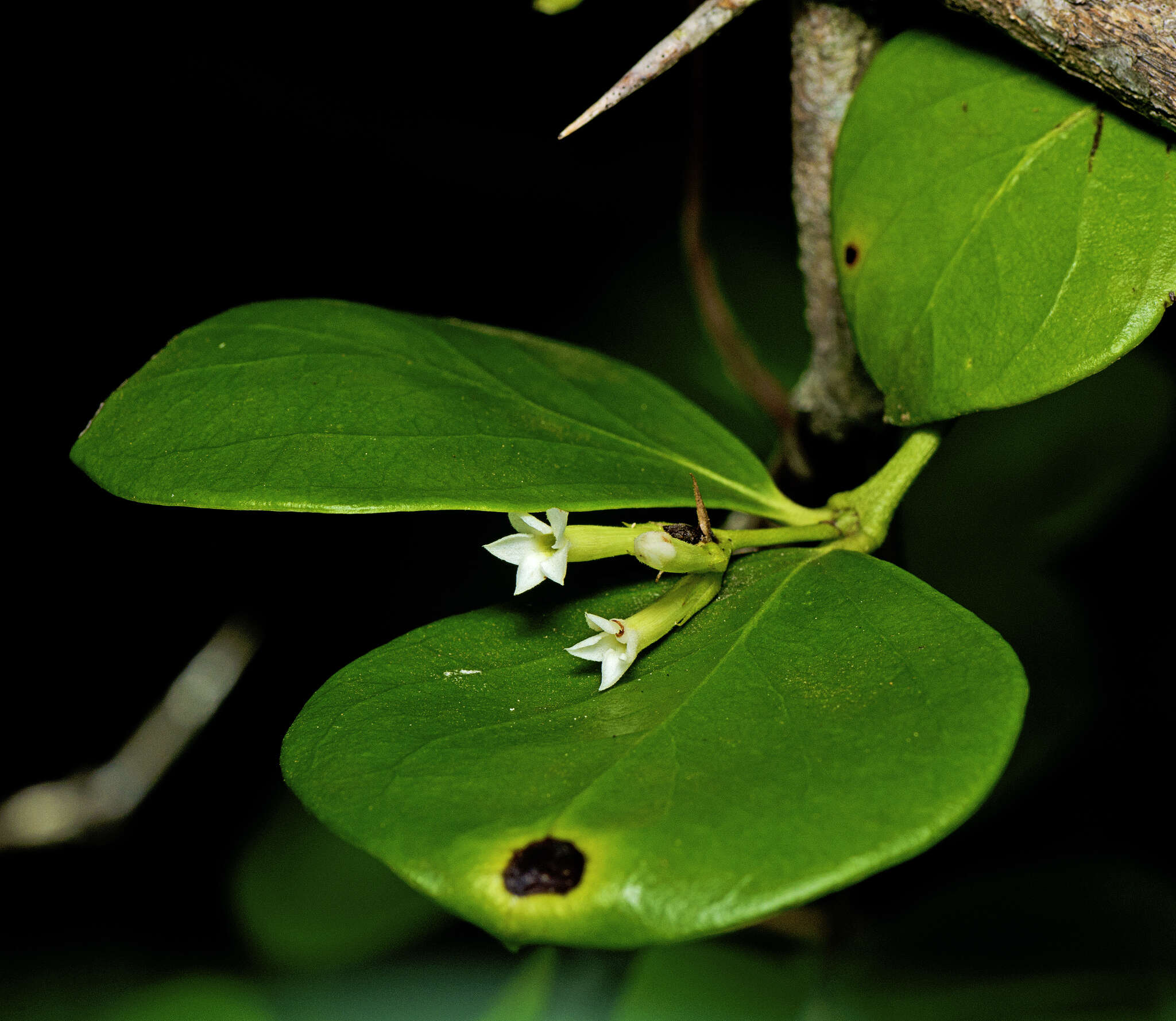 Image of Carissa ovata R. Br.