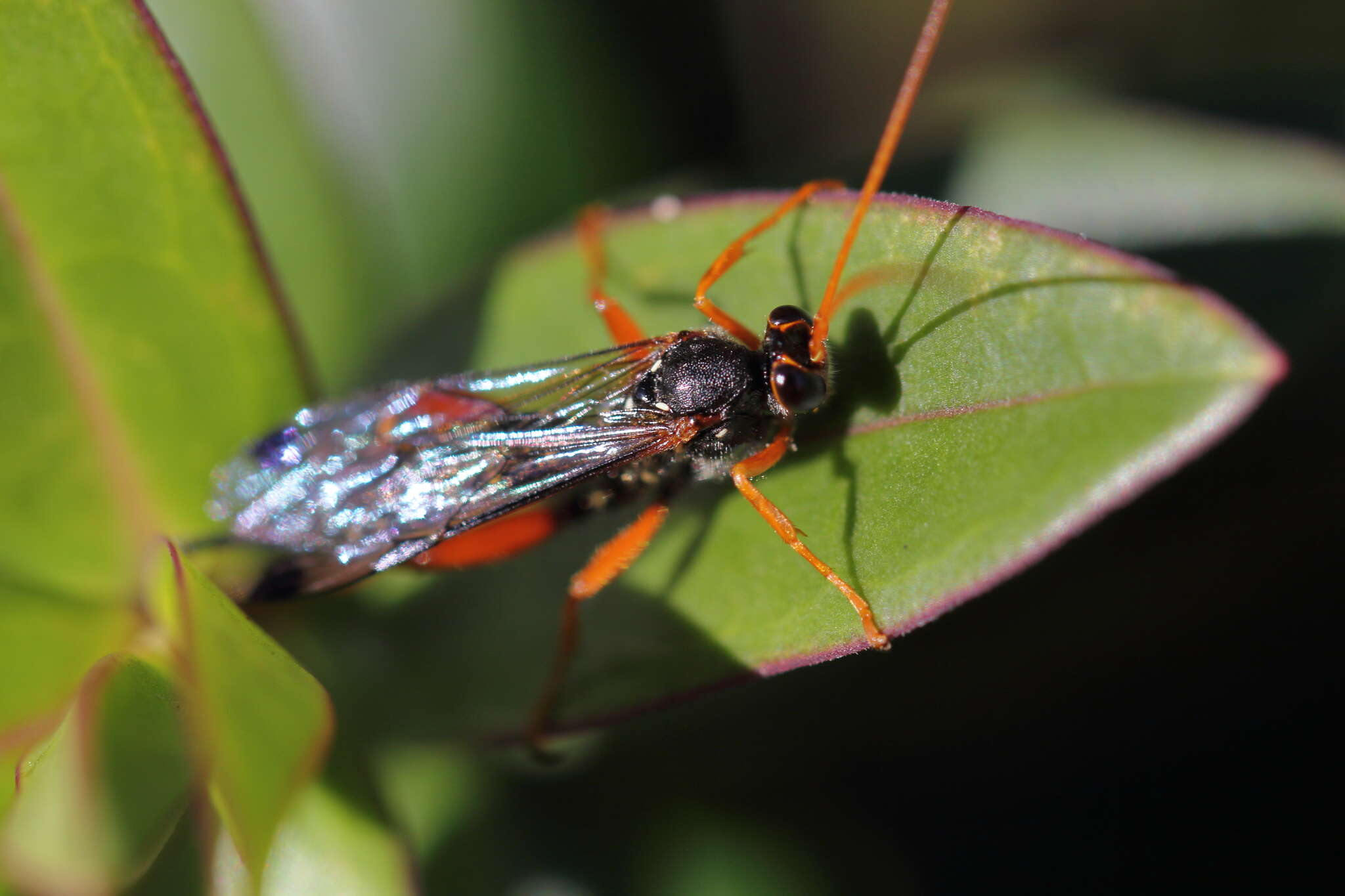 Sivun Echthromorpha intricatoria (Fabricius 1804) kuva