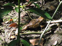 Image of Mexican Parrot Snake