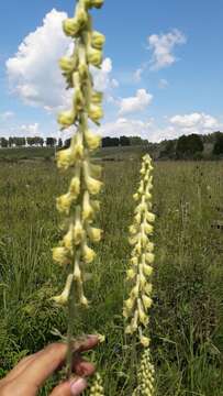 Imagem de Aconitum barbatum Pers.