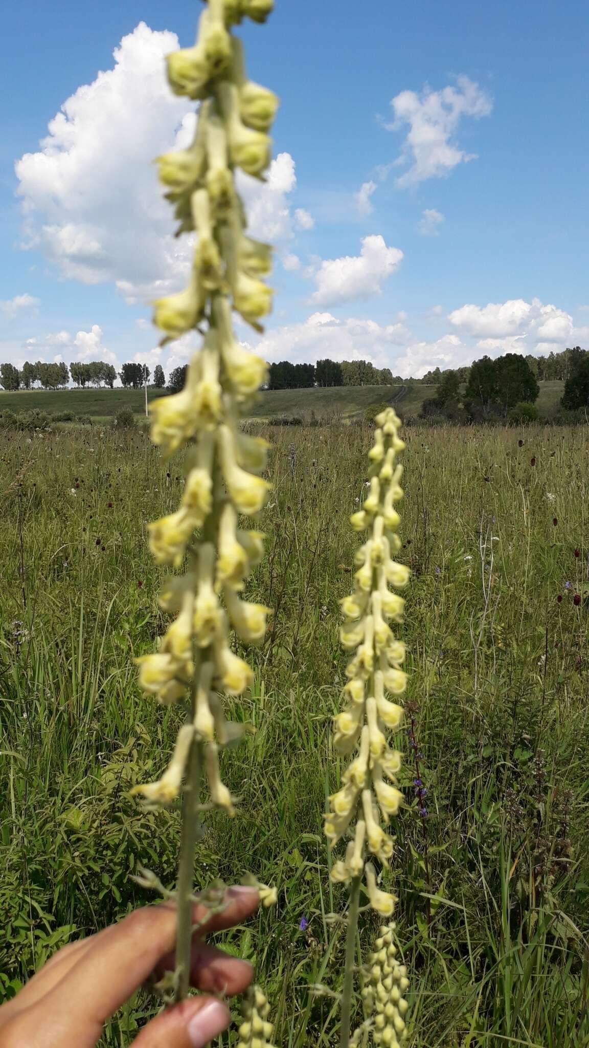 Слика од Aconitum barbatum Pers.