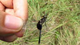 Слика од Erythrodiplax unimaculata (De Geer 1773)