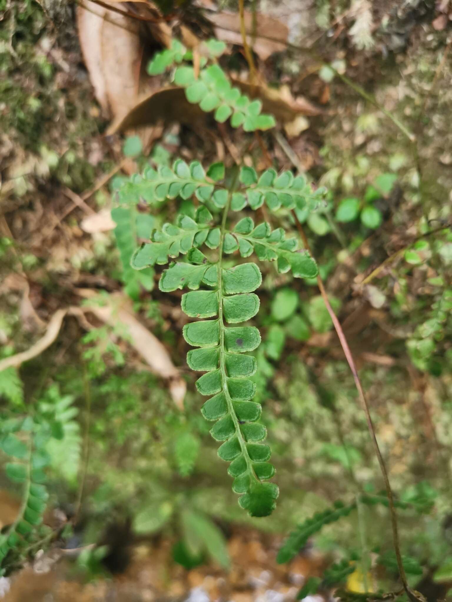 Image of Lindsaea bonii Christ