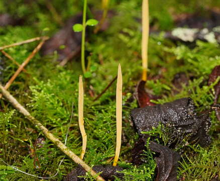 Image of Ramariopsis simplex R. H. Petersen 1988