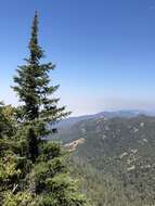 Image of Bristlecone Fir