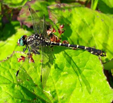 Image of <i>Onychogomphus <i>forcipatus</i></i> forcipatus