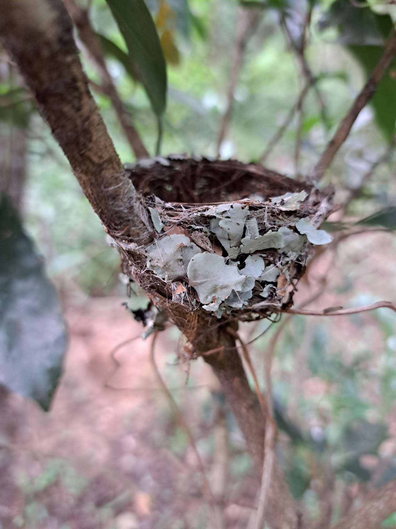 Image of Woodward's Batis