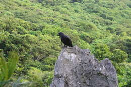 Imagem de Corvus macrorhynchos connectens Stresemann 1916