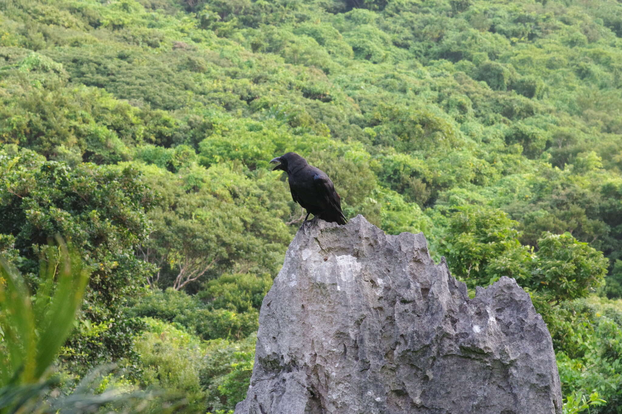 Imagem de Corvus macrorhynchos connectens Stresemann 1916