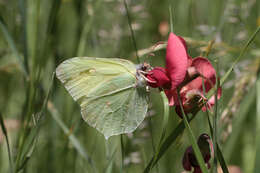 Imagem de Gonepteryx rhamni (Linnaeus 1758)