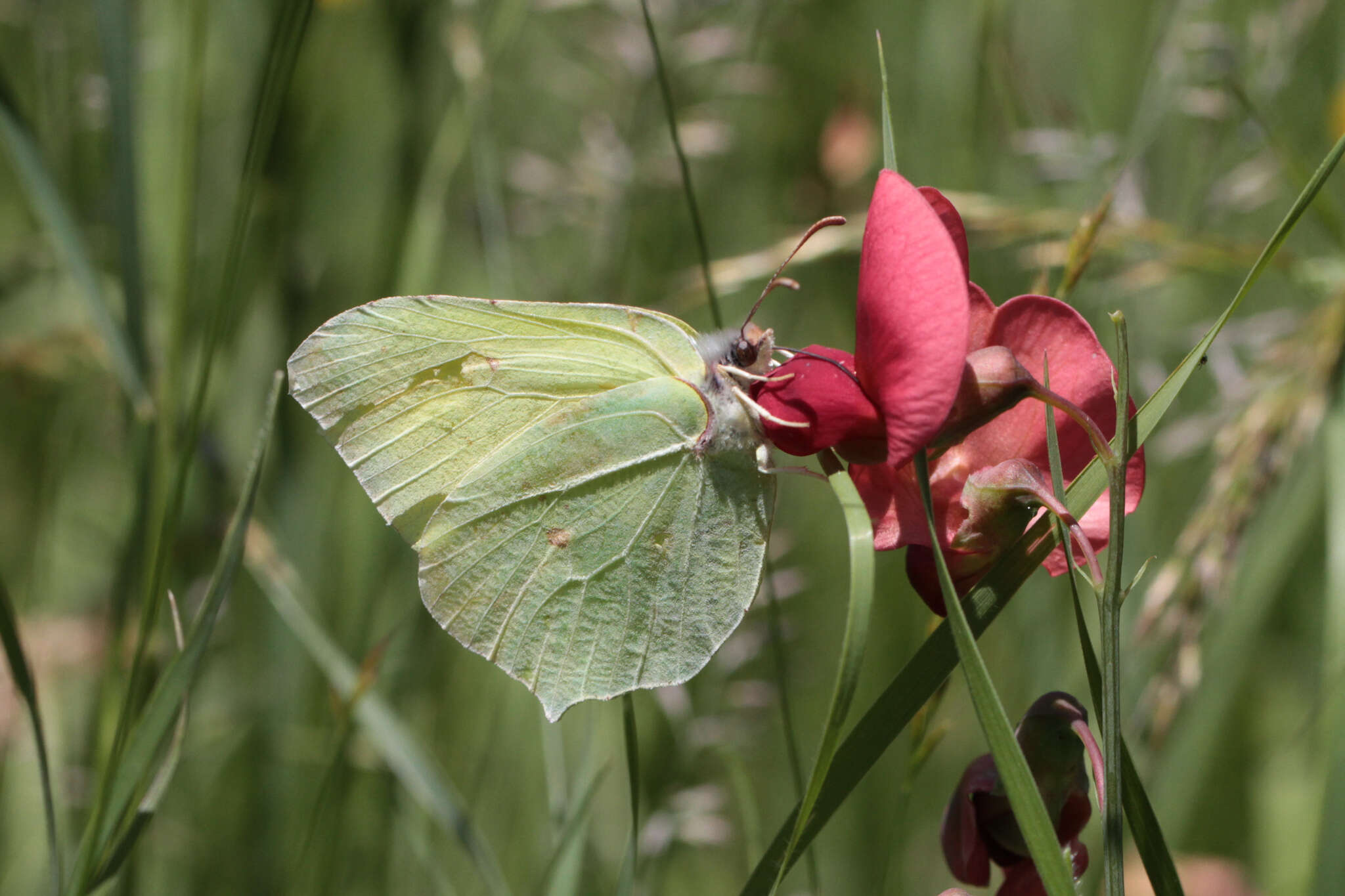 Image of brimstone