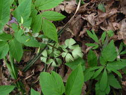 Image of Peronospora corydalis