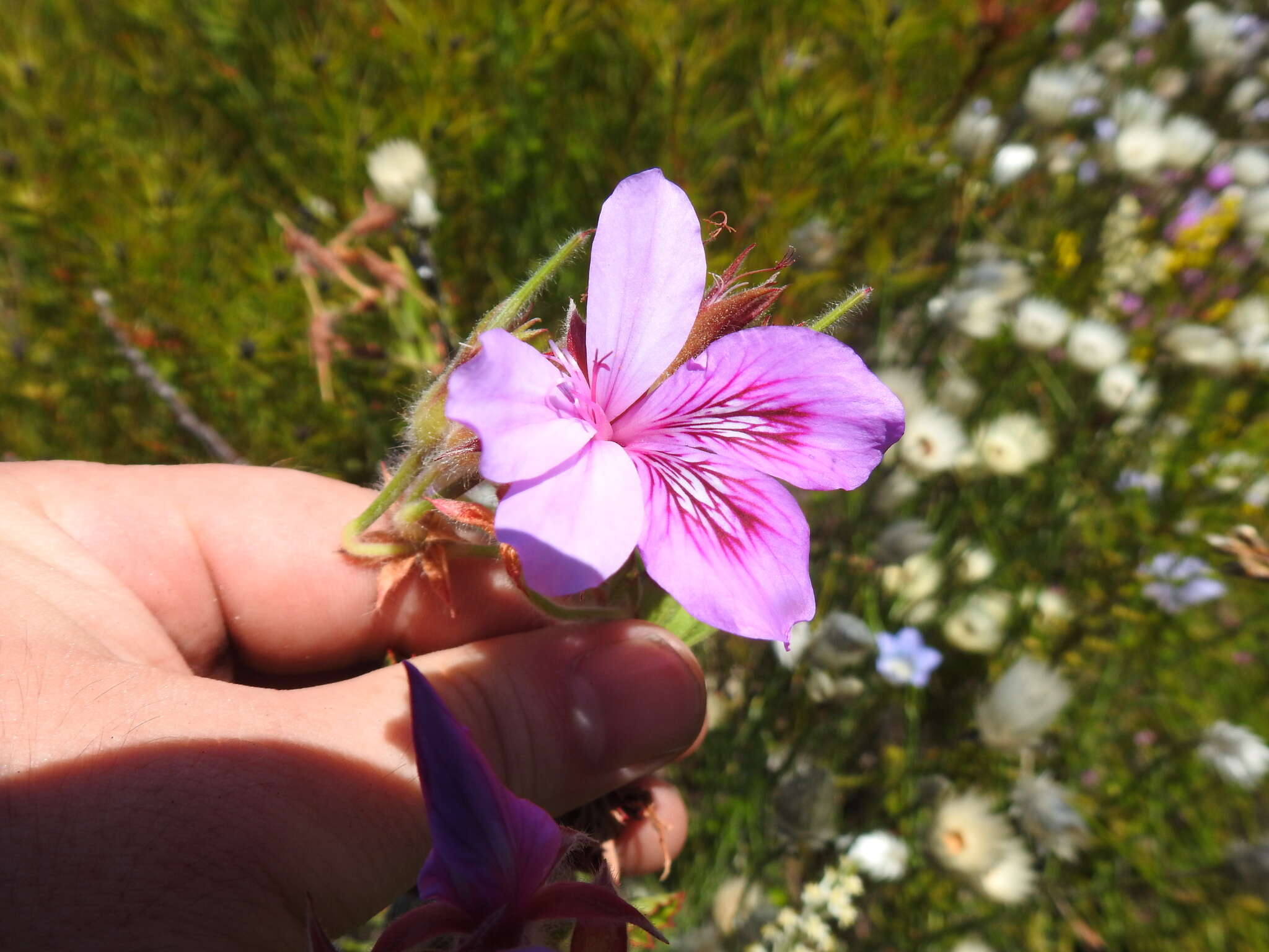 Слика од Pelargonium cucullatum subsp. cucullatum