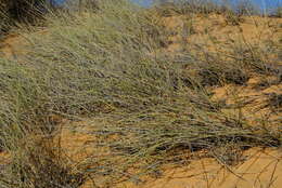 Image of bristly lovegrass