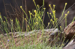 Image of Descurainia preauxiana (Webb) Webb ex O. E. Schulz