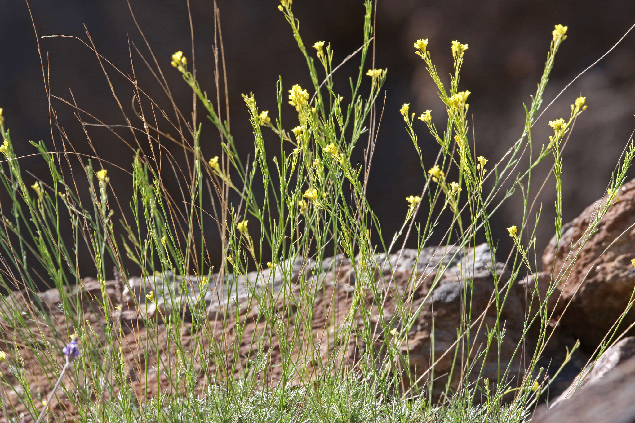 Image of Descurainia preauxiana (Webb) Webb ex O. E. Schulz