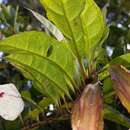 Imagem de Clerodendrum arenarium Baker