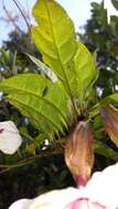 Imagem de Clerodendrum arenarium Baker