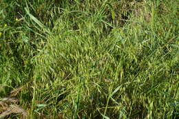 Image of Avena sterilis subsp. ludoviciana (Durieu) Gillet & Magne