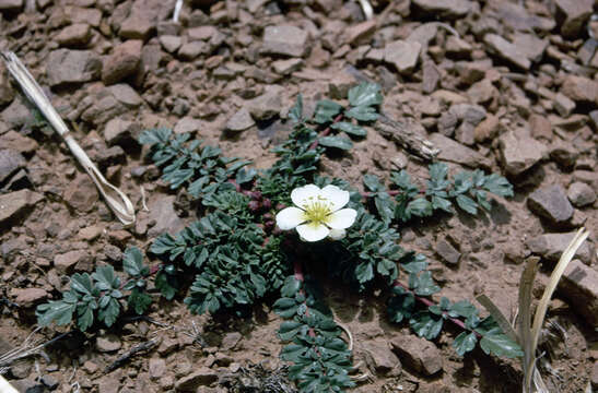 Imagem de Hypseocharis pimpinellifolia Remy