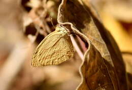 Image of Spotless Grass Yellow