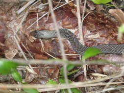 Image of Cubophis caymanus (Garman 1887)