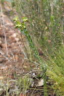 Image of Euphorbia genistoides var. genistoides