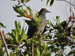 Image de Pigeon à couronne blanche