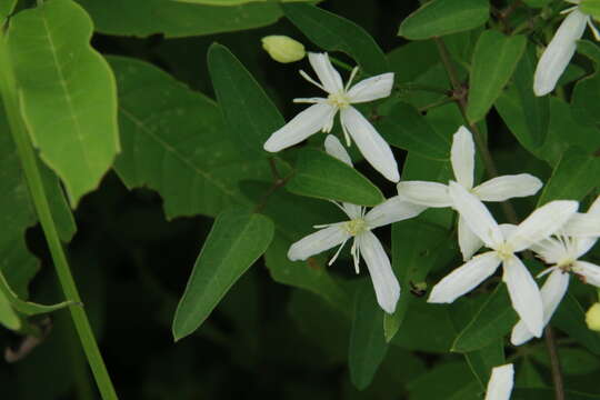 Sivun Clematis chinensis var. tatushanensis T. Y. A. Yang kuva