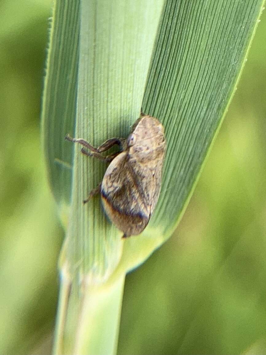 Image of Leafhopper