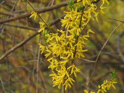 Forsythia viridissima Lindl. resmi