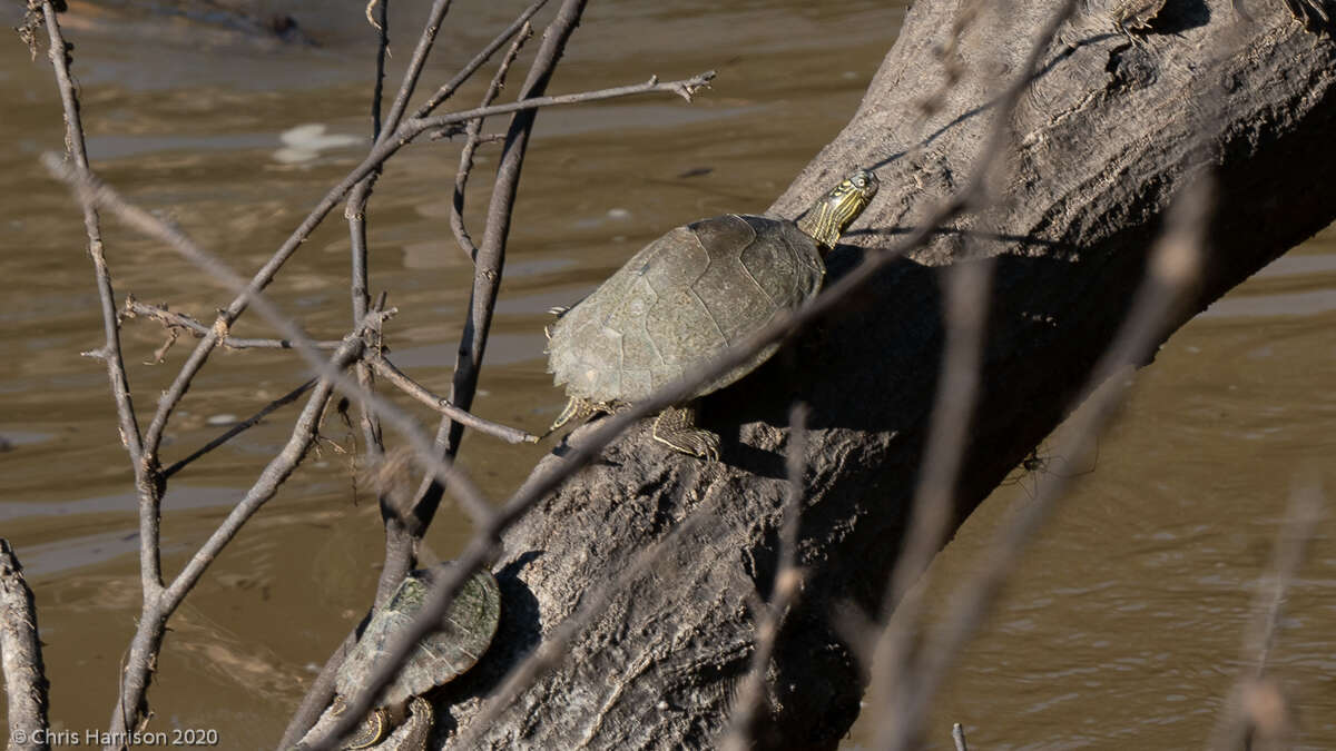 Image of Sabine map turtle