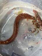 Image of Belted blenny