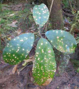 Image of Diplochorella colensoi (Berk.) P. R. Johnst. & P. F. Cannon 2004